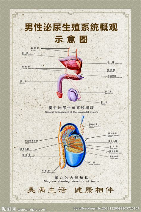 男人下体|男性生殖系统